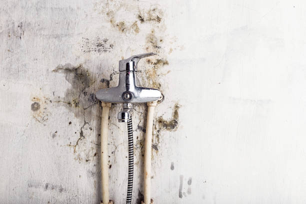 Best Local Mold Removal Service  in Atkinson, IL