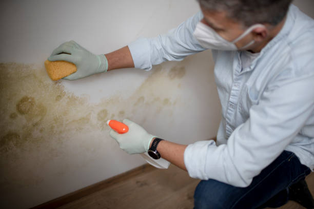Best Mold Remediation  in Atkinson, IL