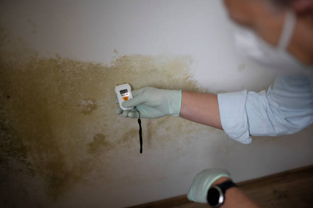 Professional Mold Removal in Atkinson, IL