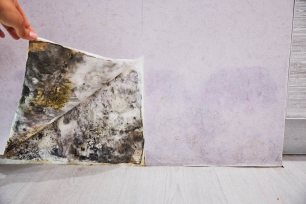 Best Mold Testing  in Atkinson, IL